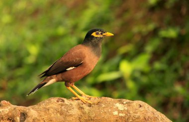 myna oturan bir taş, ang thong ulusal deniz parkı, Tayland