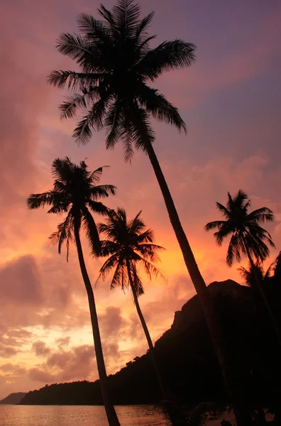 Plage tropicale avec palmiers au lever du soleil, Ang Thong National Ma — Photo