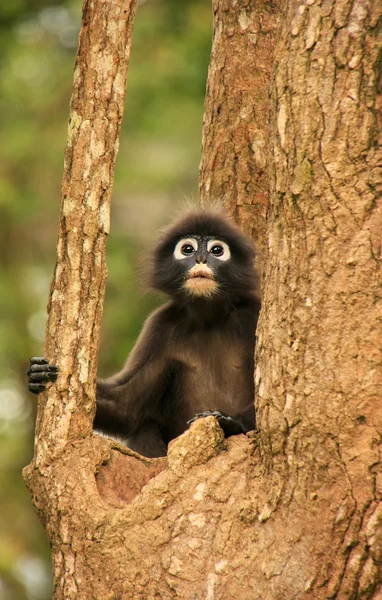 Langur okularowy siedzi na drzewie, ang thong krajowych morskich p — Zdjęcie stockowe