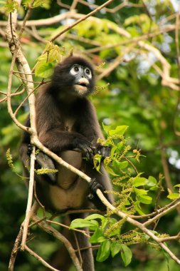 Bozkır langur ang thong ulusal deniz p bir ağaçta oturuyor