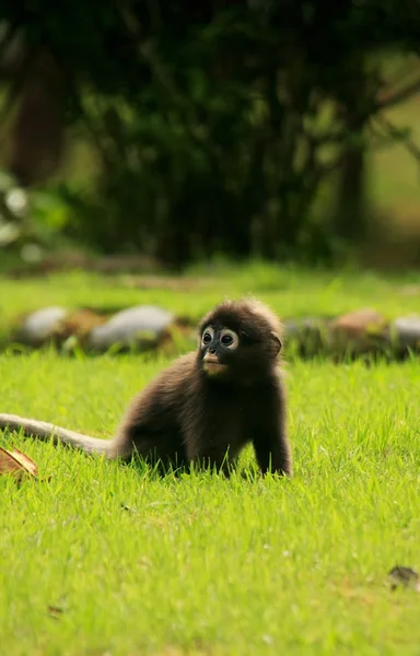 Young Spectacled langur sitting on grass, Ang Thong National Mar — Stock Photo, Image