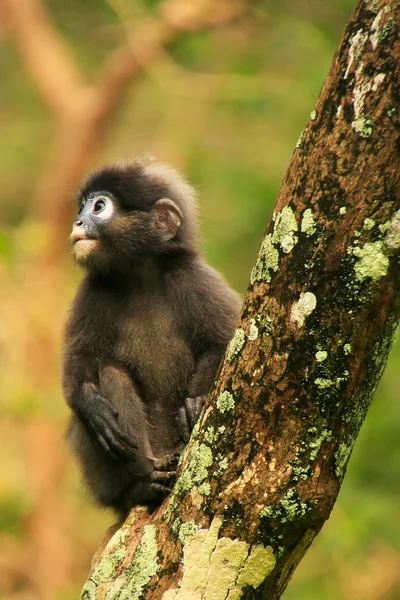 Young Spectacled langur sitting in a tree, Ang Thong National Ma — Stock Photo, Image