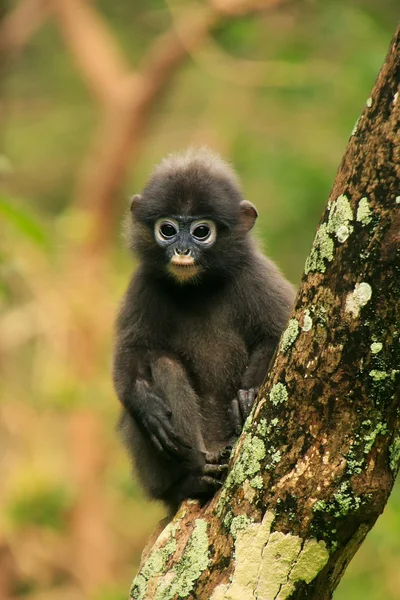 Unge observerte langur sitter i et tre, Ang Thong National Ma – stockfoto