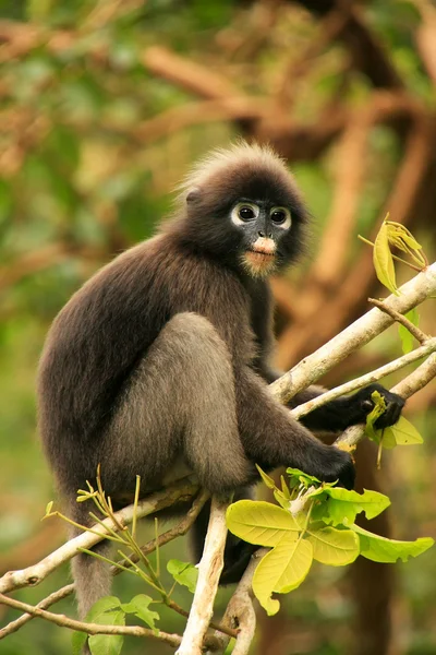 Langur okularowy siedzi na drzewie, ang thong krajowych morskich p — Zdjęcie stockowe