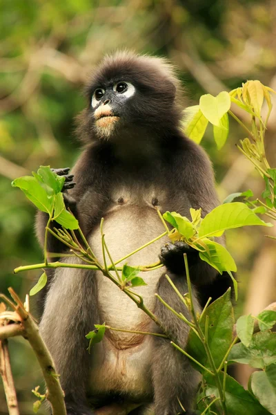 Langur okularowy siedzi na drzewie, ang thong krajowych morskich p — Zdjęcie stockowe