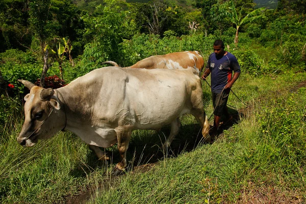 水牛、navala 村, ビチレブ島, フィジーを持つ男 — ストック写真