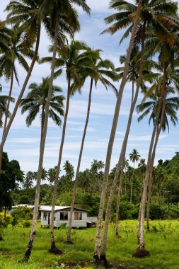 Local house in palm grove, Vanua Levu island, Fiji clipart