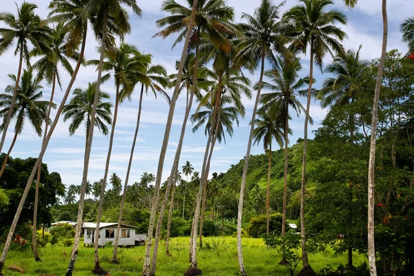 在棕榈树林，瓦努阿岛岛，斐济当地房子 — 图库照片