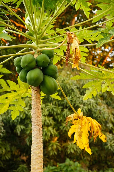 Papaya plant met groen fruit — Stockfoto