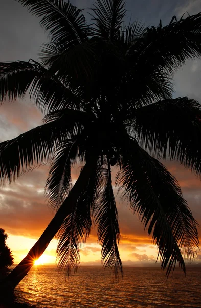 Silhouetted palm tree on a beach, Vanua Levu island, Fiji — Stock Photo, Image