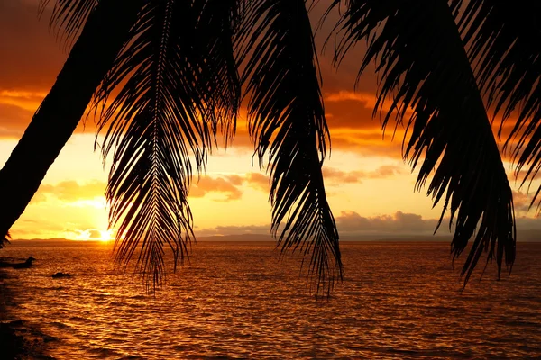 Silhuett palmträd på stranden, ön vanua levu, fiji — Stockfoto