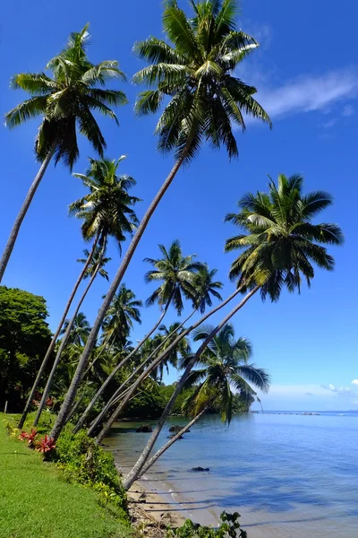 Palmy na plaży, Wyspy vanua levu, Fidżi — Zdjęcie stockowe
