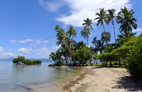 Palmy na pláži, ostrov vanua levu, Fidži — Stock fotografie