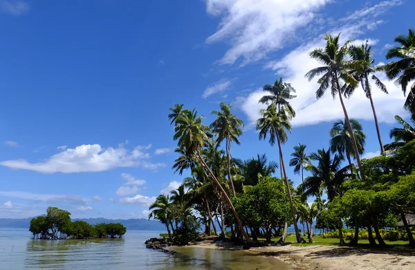 Palmeras en una playa, Vanua Levu island, Fiji — Foto de Stock