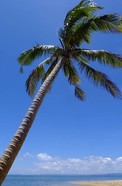 Palme am Strand, Vanua Levu Insel, Fidschi — Stockfoto