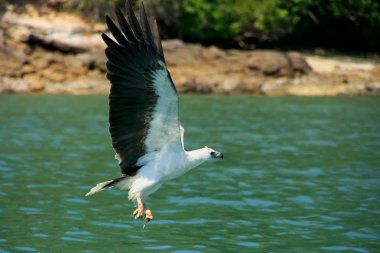 AK karınlı deniz kartal av, langkawi Adası, Malezya