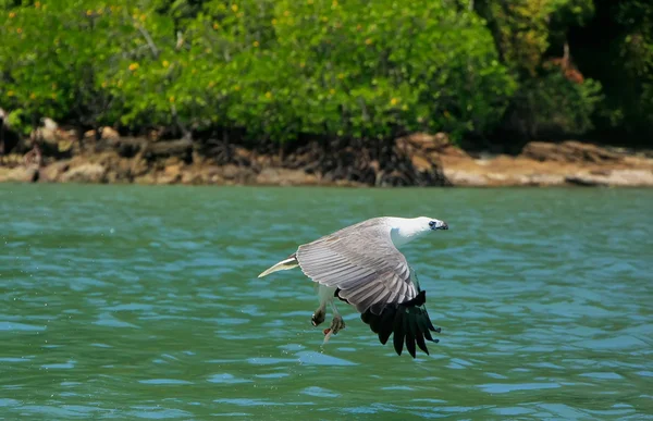 White-bellied Sea Eagle hunting, Langkawi island, Malaysia — Stock Photo, Image