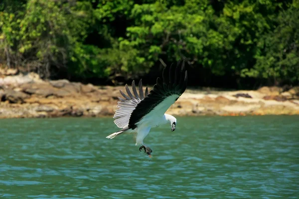 Kuňka bílý orel mořský lov, ostrov langkawi, Malajsie — Stock fotografie