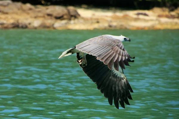 White-bellied Sea Eagle hunting, Langkawi island, Malaysia — Stock Photo, Image