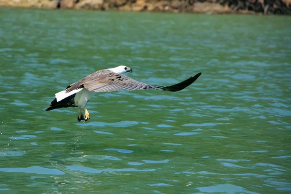 White-bellied Sea Eagle hunting, Langkawi island, Malaysia — Stock Photo, Image