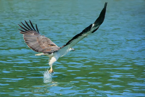 Caza de águila marina de vientre blanco, isla Langkawi, Malasia — Foto de Stock