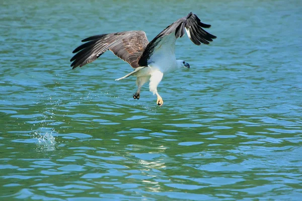 White-bellied Sea Eagle hunting, Langkawi island, Malaysia — Stock Photo, Image