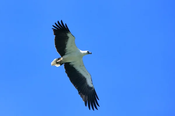 Vitbukad havsörn jakt, langkawi island, malaysia — Stockfoto