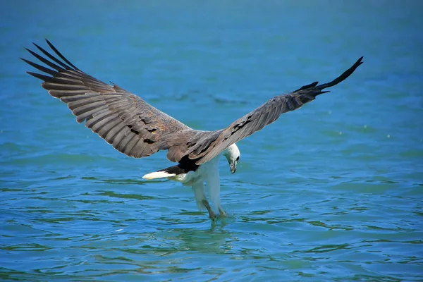 White-bellied Sea Eagle hunting, Langkawi island, Malaysia — Stock Photo, Image