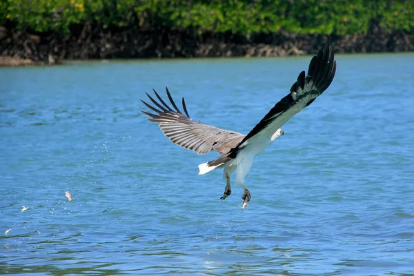 White-bellied Sea Eagle hunting, Langkawi island, Malaysia — Stock Photo, Image