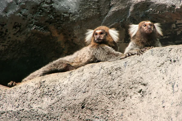 White-headed marmosets sitting on a rock — Stock Photo, Image