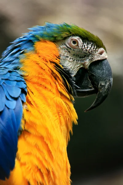 Portrét modrá a žlutá macaw — Stock fotografie