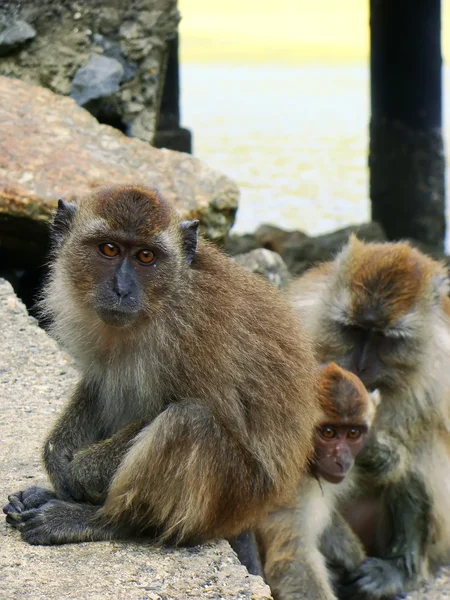 Krabbätande Makaker grooming varandra, ön av th gravid — Stockfoto