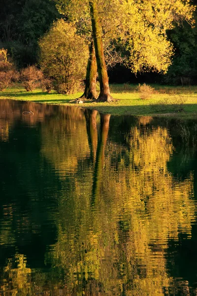 Fall color tree reflected in Crnojevica river, Montenegro — Stock Photo, Image