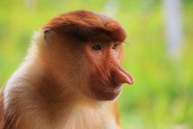 Hortum maymun, borneo, Malezya portresi