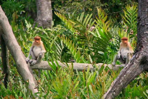 Małpy trąba siedzi na drzewie, borneo, Malezja — Zdjęcie stockowe