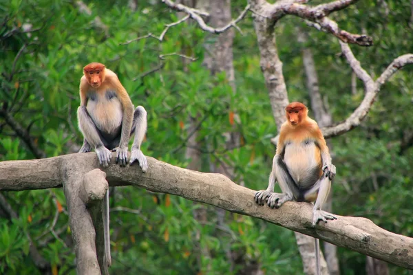 Macacos-probóscide sentados em uma árvore, Bornéu, Malásia — Fotografia de Stock