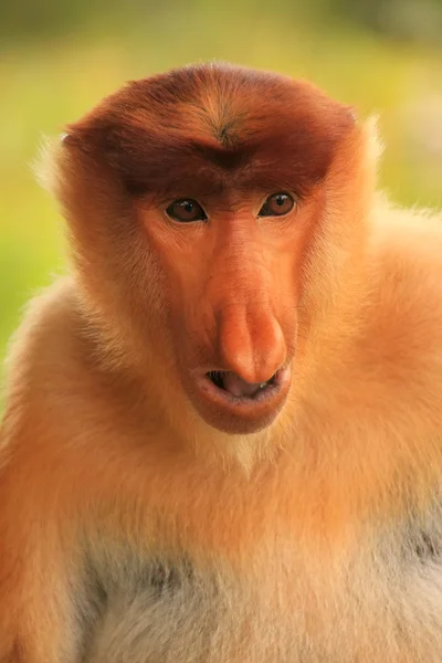 Retrato do macaco Proboscis, Bornéu, Malásia — Fotografia de Stock
