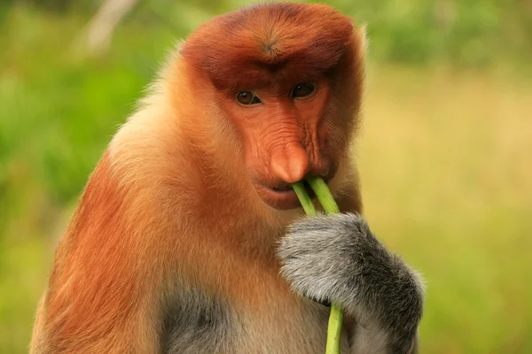 Retrato de macaco Proboscis comendo, Bornéu, Malásia — Fotografia de Stock