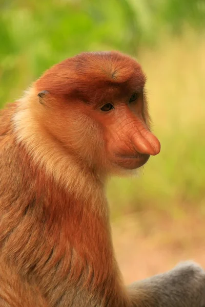 Portret trąba małpa, borneo, Malezja — Zdjęcie stockowe