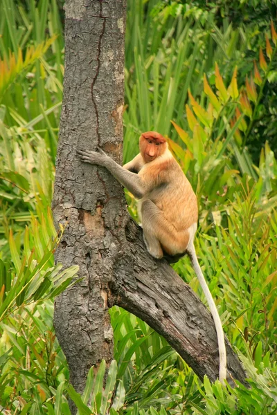 Snabel monkey sitter på ett träd, borneo, malaysia — Stockfoto