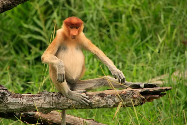 Mono joven de probóscis sentado en un árbol, Borneo, Malasia — Foto de Stock