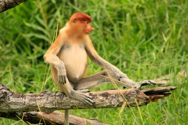 Macaco jovem probóscide sentado em uma árvore, Bornéu, Malásia — Fotografia de Stock