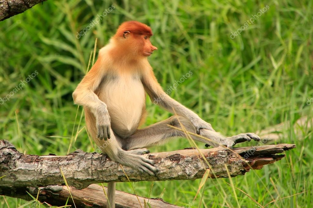 mono narigudo joven sentado en un árbol, borneo, Malasia — Foto de