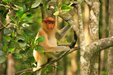 bir ağaç, borneo, Malezya üzerinde oturan genç hortum maymun