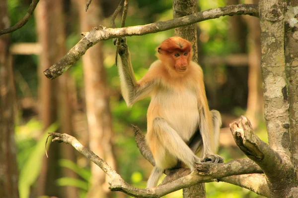 Fiatal ormányos majom ül egy fa, borneo, Malajzia — Stock Fotó