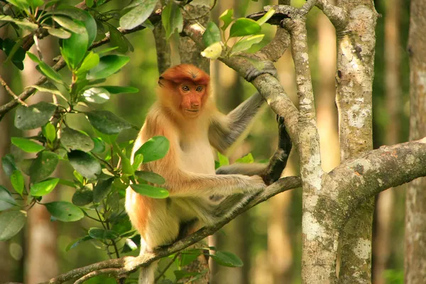 Mono joven de probóscis sentado en un árbol, Borneo, Malasia —  Fotos de Stock