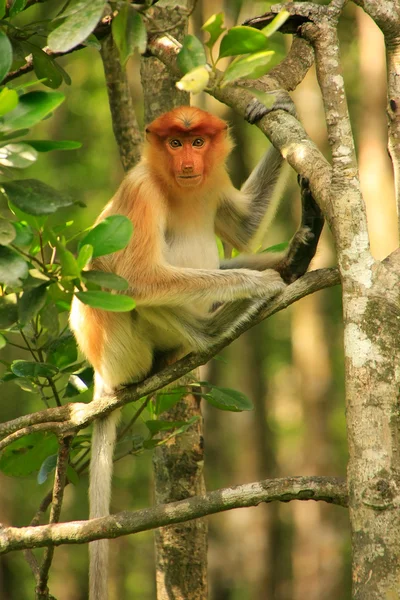 Mono joven de probóscis sentado en un árbol, Borneo, Malasia — Foto de Stock