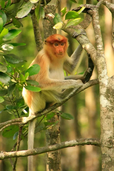 坐在树上，婆罗洲，马来西亚的年轻的长鼻猴 — 图库照片