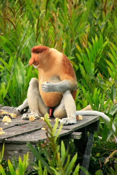 Macaco probóscide sentado em uma plataforma de alimentação, Bornéu, Malásia — Fotografia de Stock