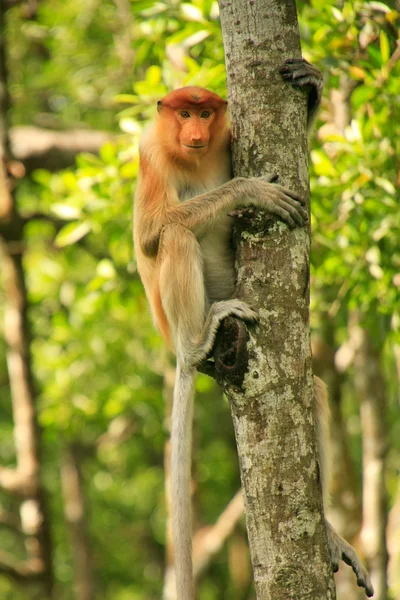 Mono joven de probóscis sentado en un árbol, Borneo, Malasia — Foto de Stock